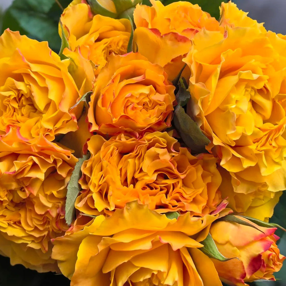 Mango Lieber Japanese Florist Shrub Rose