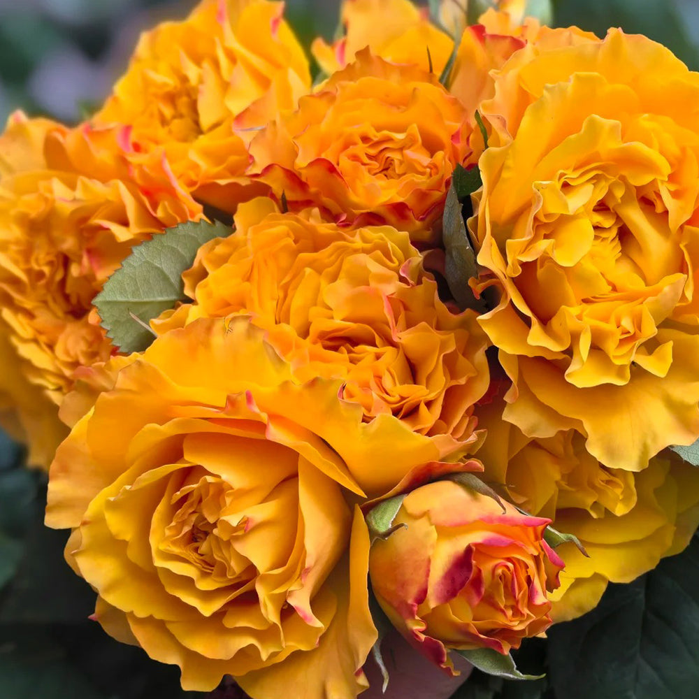 Mango Lieber Japanese Florist Shrub Rose