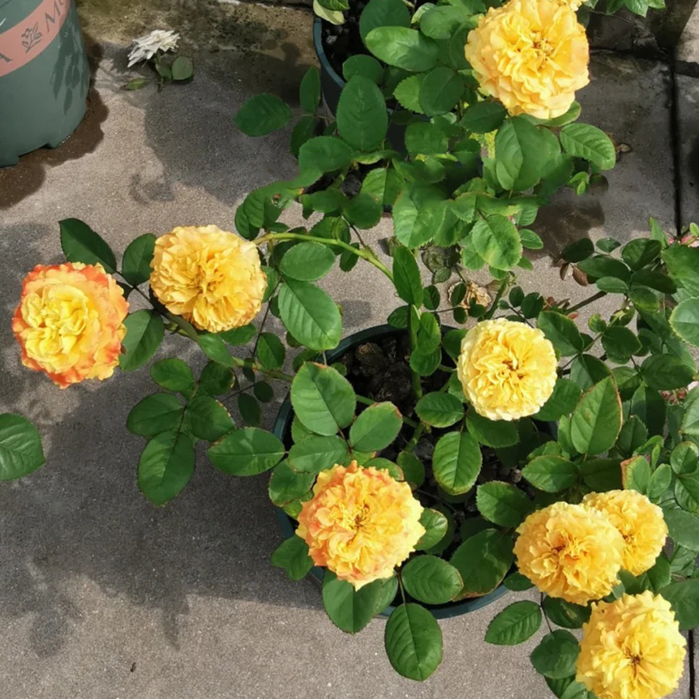 Mango Lieber Japanese Florist Shrub Rose
