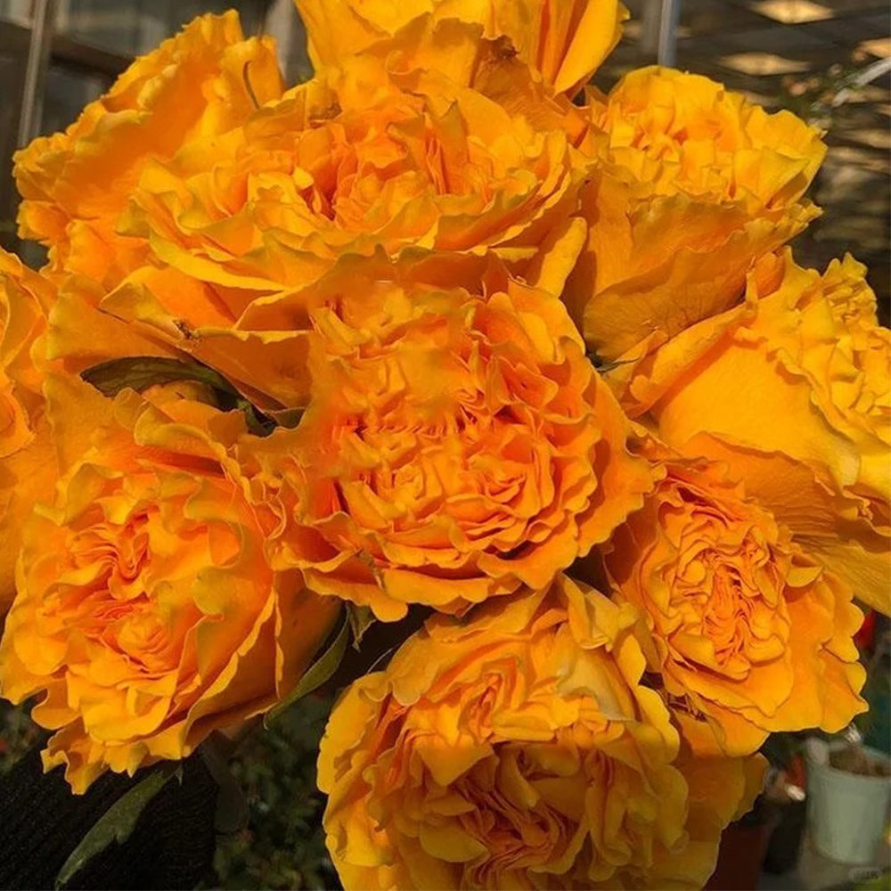 Mango Lieber Japanese Florist Shrub Rose