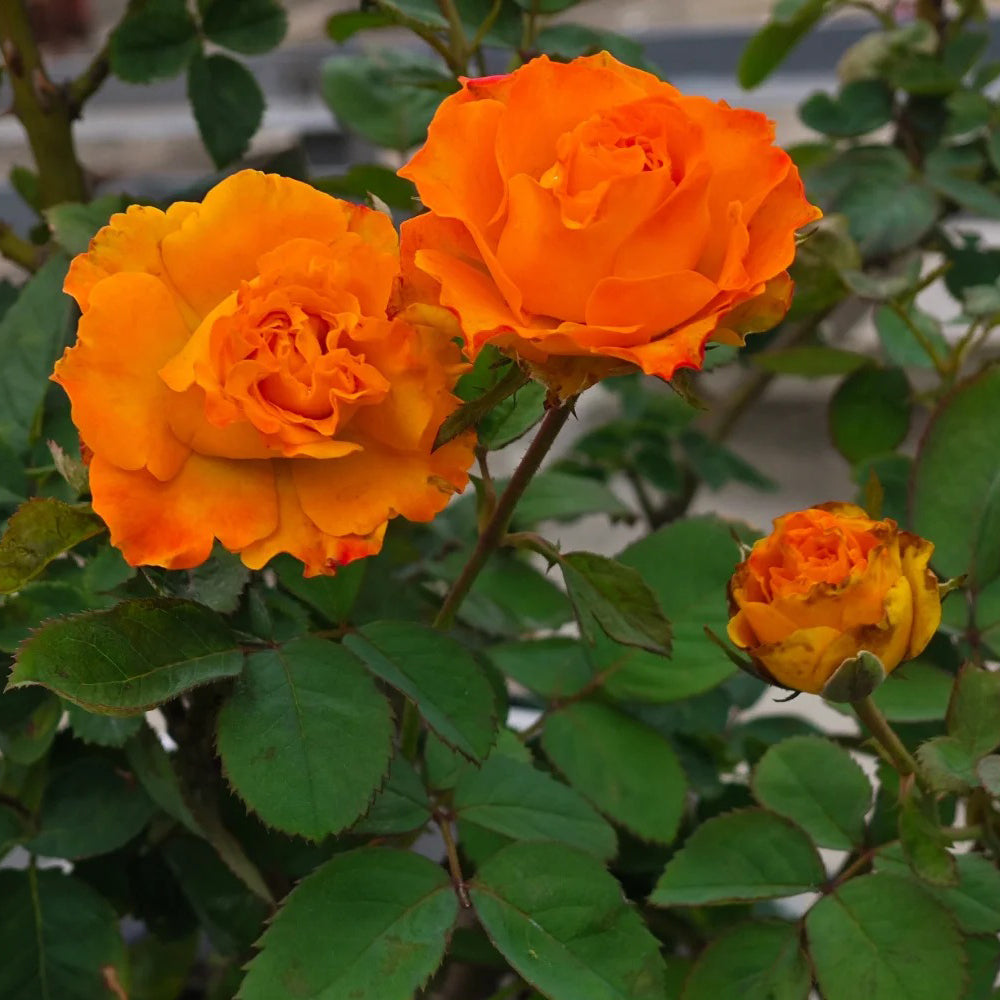 Mango Lieber Japanese Florist Shrub Rose