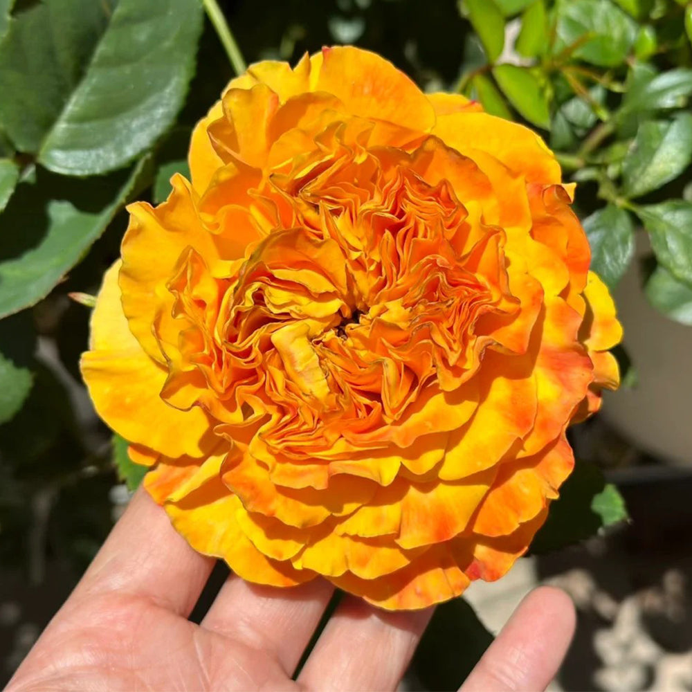 Mango Lieber Japanese Florist Shrub Rose