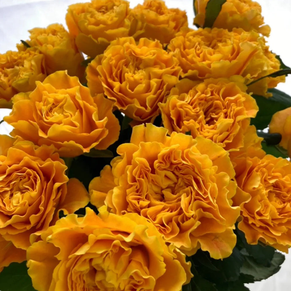 Mango Lieber Japanese Florist Shrub Rose