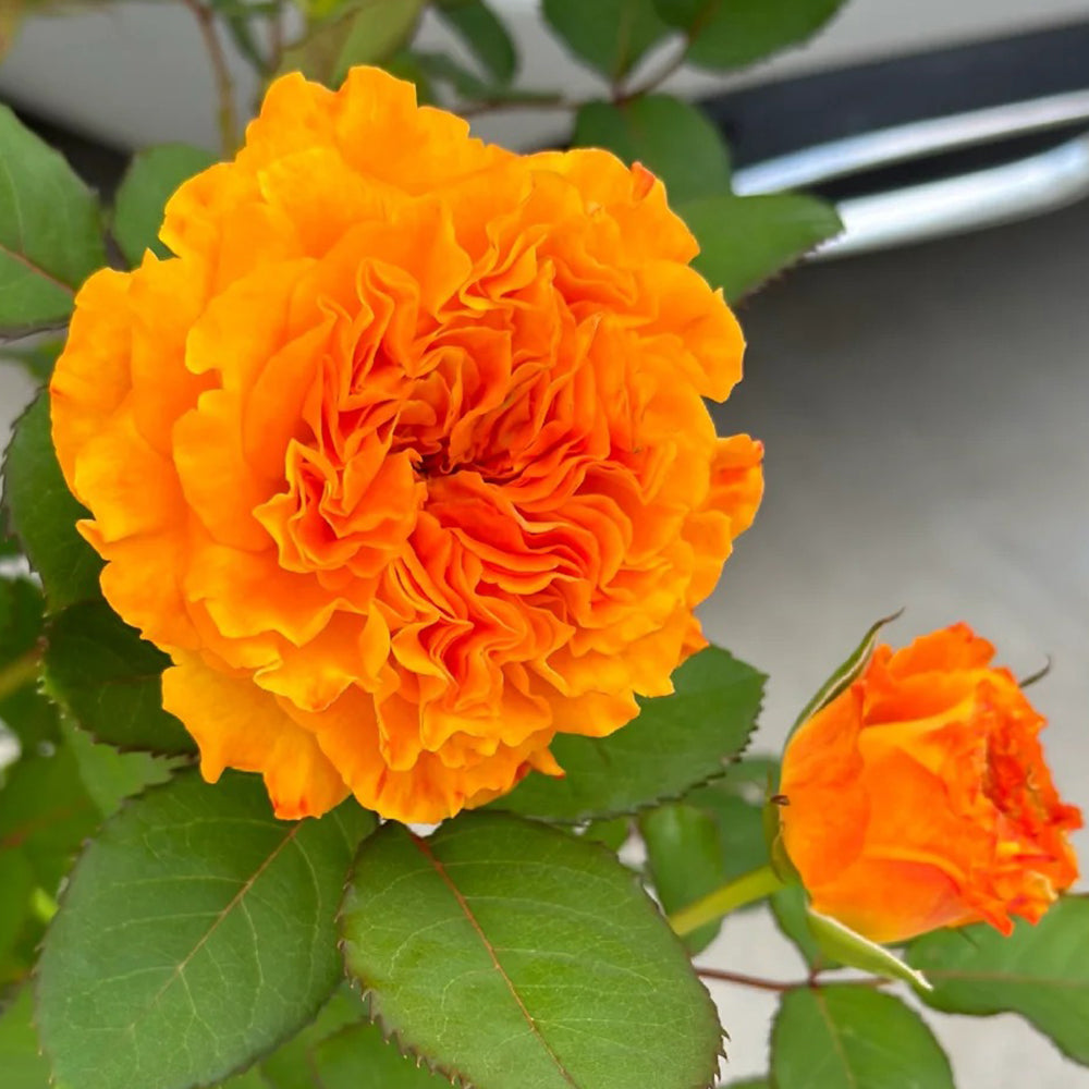 Mango Lieber Japanese Florist Shrub Rose