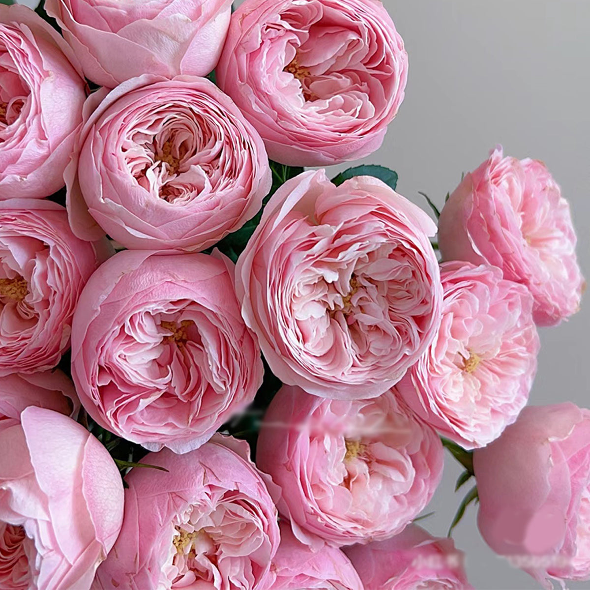 Dutch Florist Shrub Rose Inspired by Mansfield Park