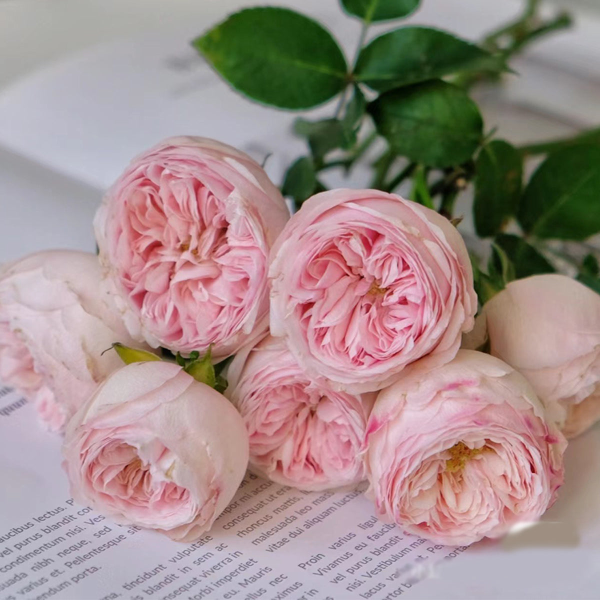 Dutch Florist Shrub Rose Inspired by Mansfield Park