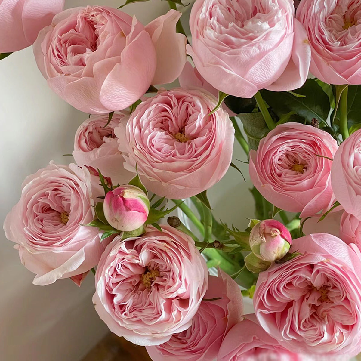 Dutch Florist Shrub Rose Inspired by Mansfield Park