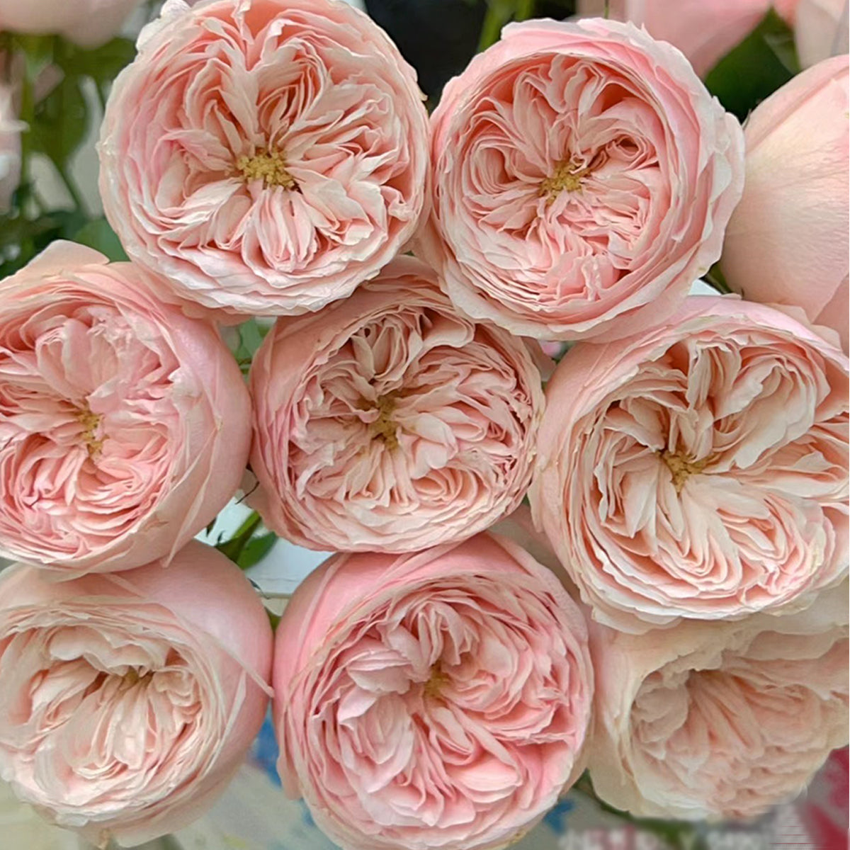 Dutch Florist Shrub Rose Inspired by Mansfield Park