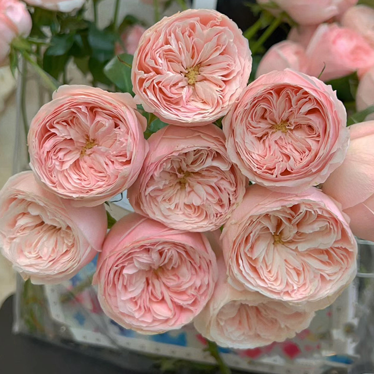 Dutch Florist Shrub Rose Inspired by Mansfield Park