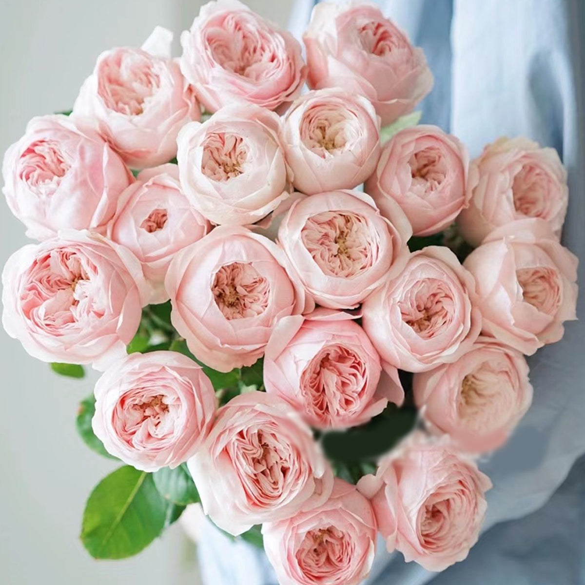 Dutch Florist Shrub Rose Inspired by Mansfield Park