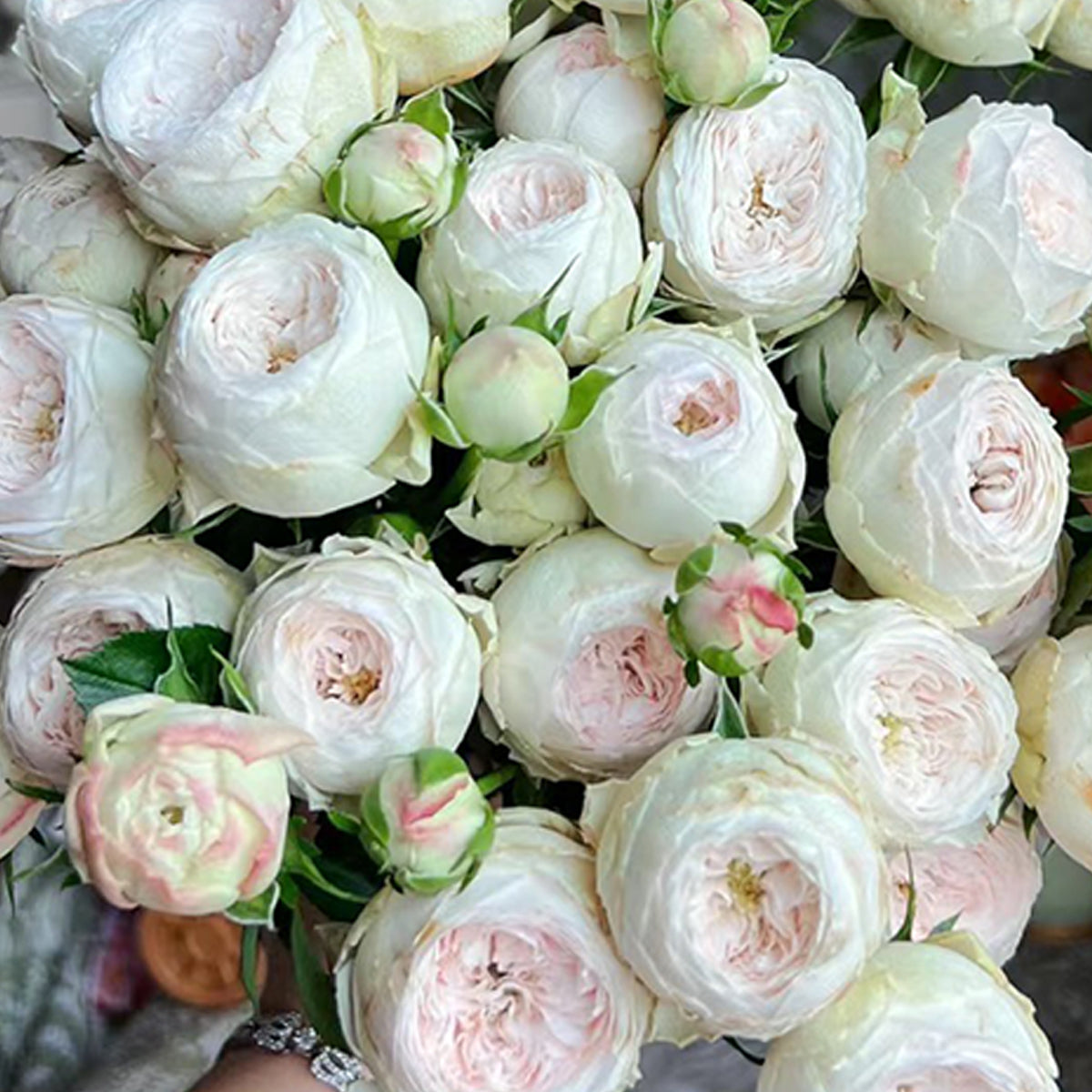 Dutch Florist Shrub Rose Inspired by Mansfield Park