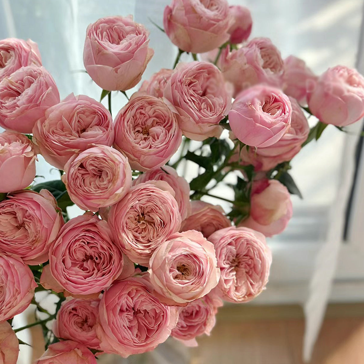 Dutch Florist Shrub Rose Inspired by Mansfield Park