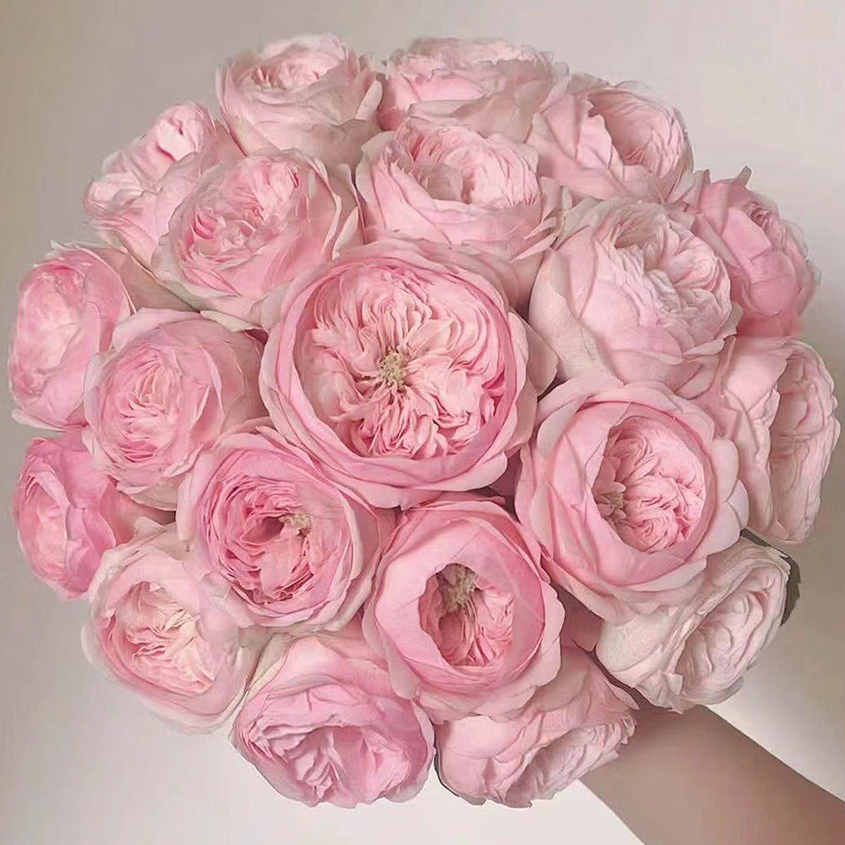 Dutch Florist Shrub Rose Inspired by Mansfield Park