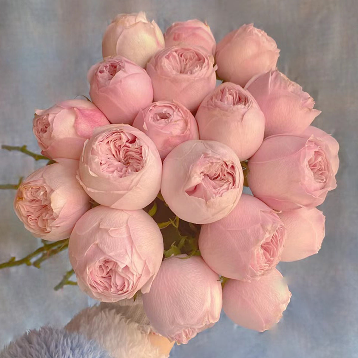Dutch Florist Shrub Rose Inspired by Mansfield Park