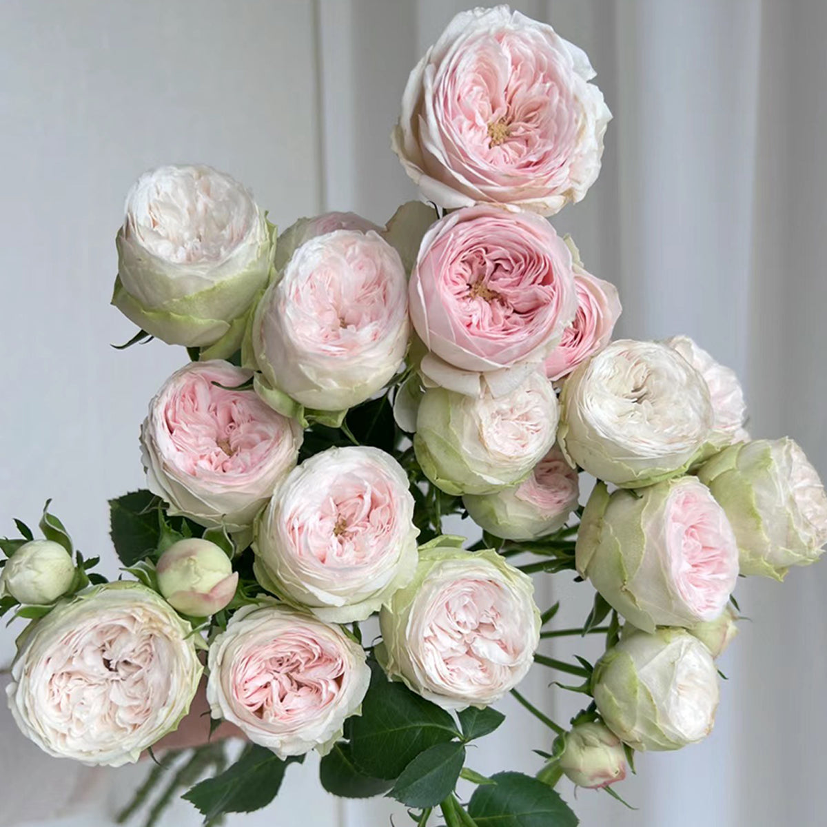 Dutch Florist Shrub Rose Inspired by Mansfield Park