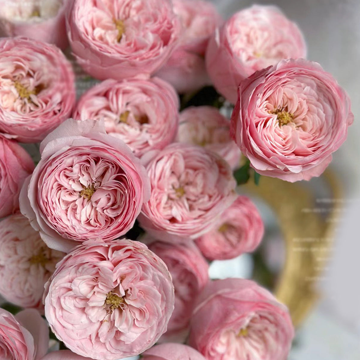 Dutch Florist Shrub Rose Inspired by Mansfield Park