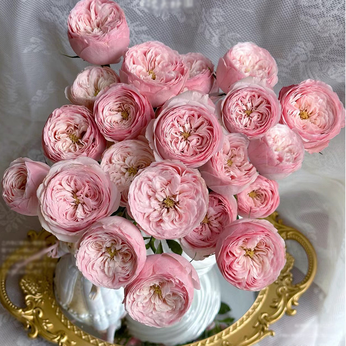 Dutch Florist Shrub Rose Inspired by Mansfield Park