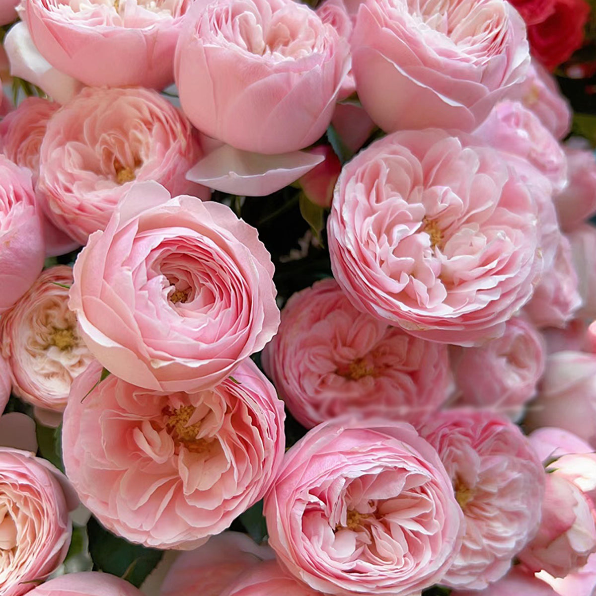 Dutch Florist Shrub Rose Inspired by Mansfield Park