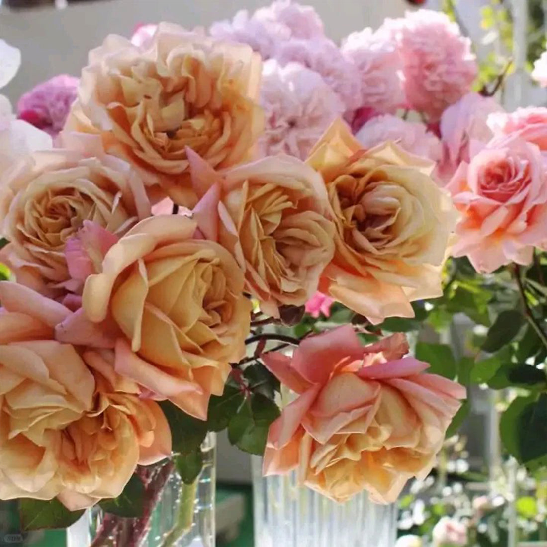 Marron Japanese Florist Shrub Rose