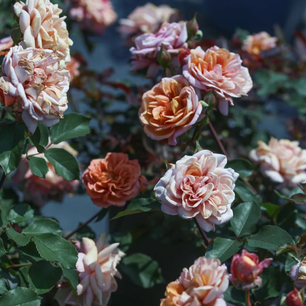 Marron Japanese Florist Shrub Rose