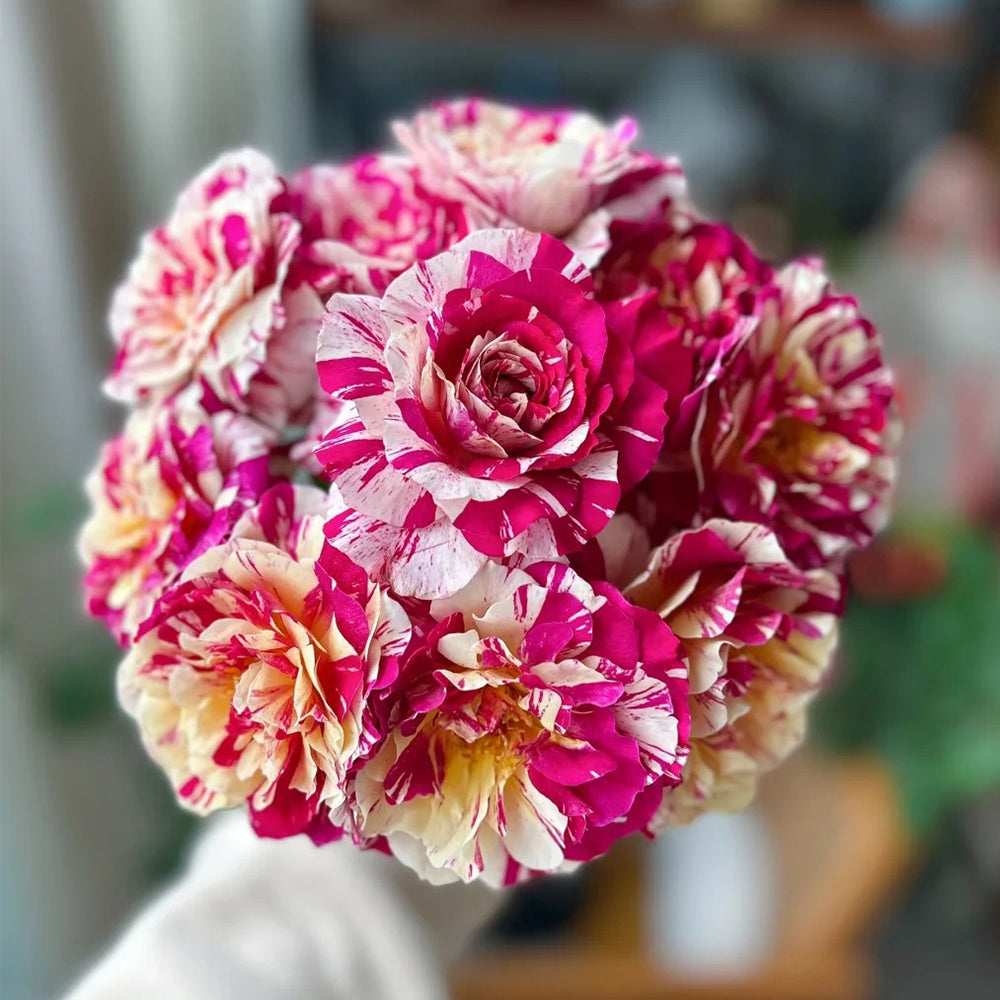 French Florist Hybrid Tea Rose Inspired by Maurice Utrillo