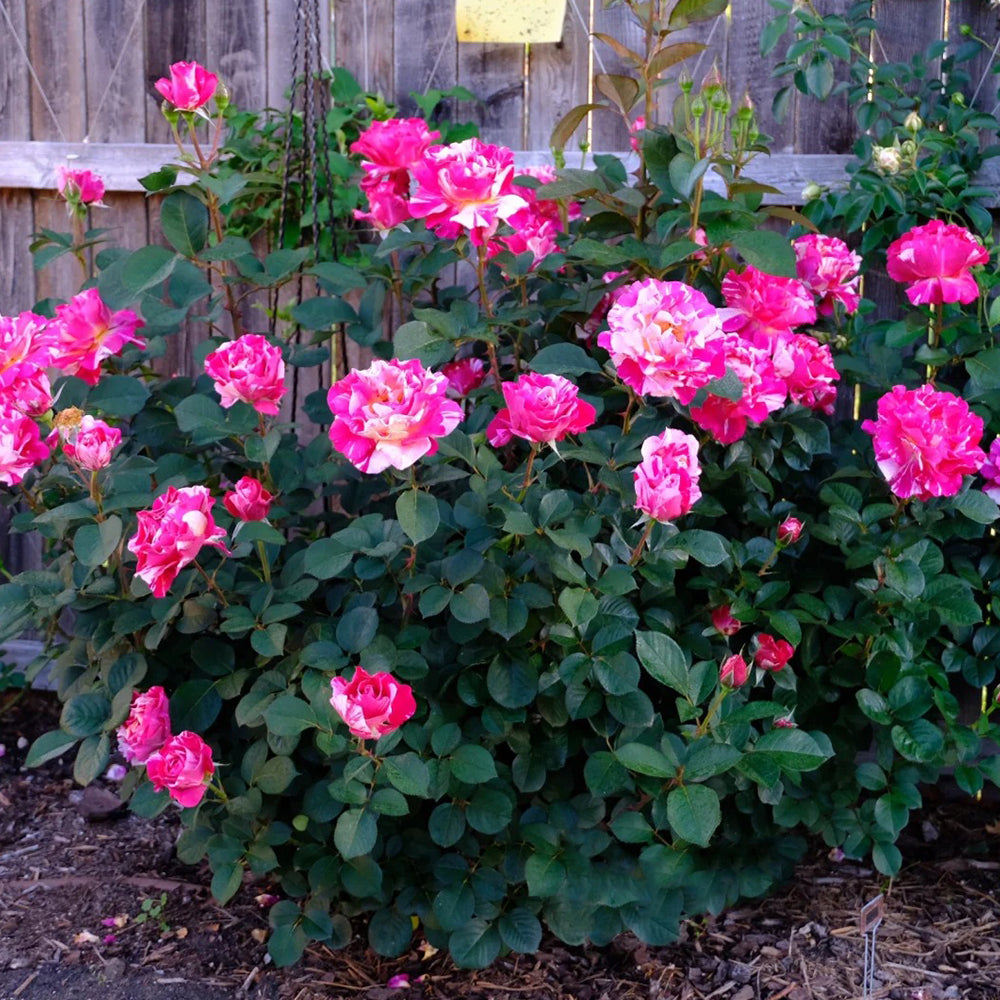 French Florist Hybrid Tea Rose Inspired by Maurice Utrillo