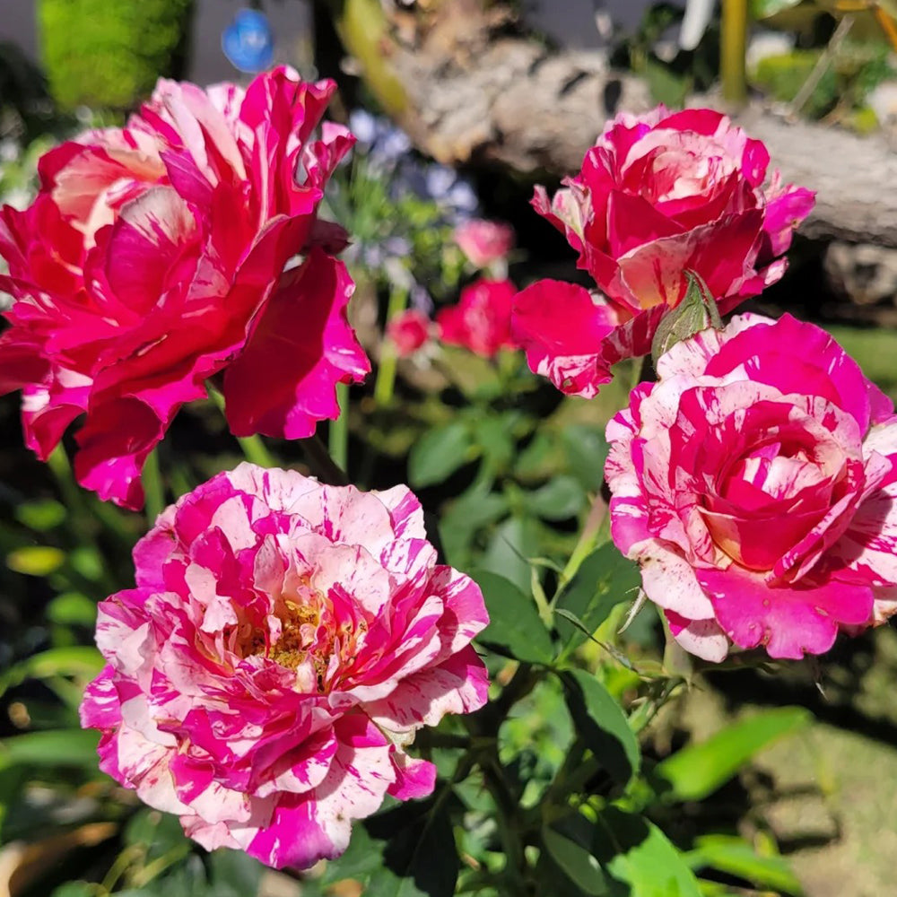 French Florist Hybrid Tea Rose Inspired by Maurice Utrillo
