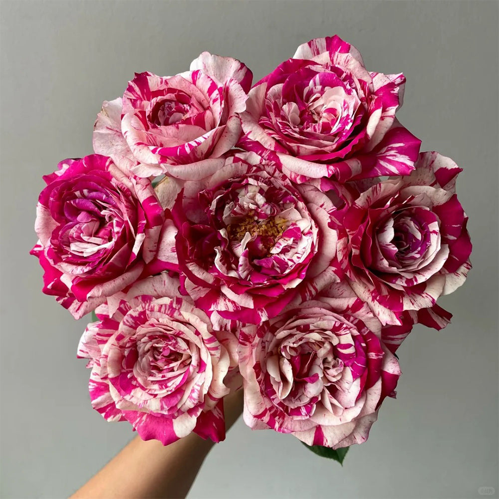 French Florist Hybrid Tea Rose Inspired by Maurice Utrillo