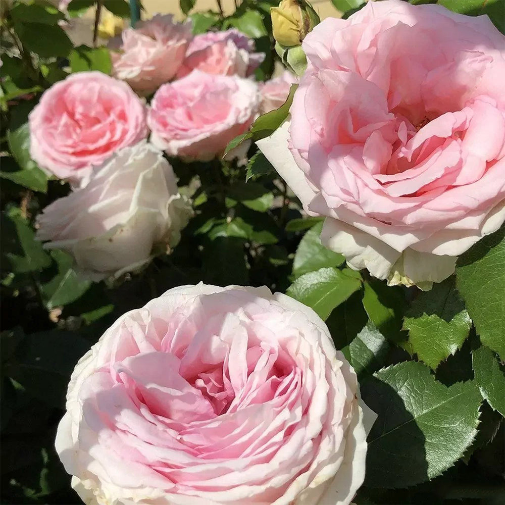 Meine Rose German Florist Hybrid Tea Rose