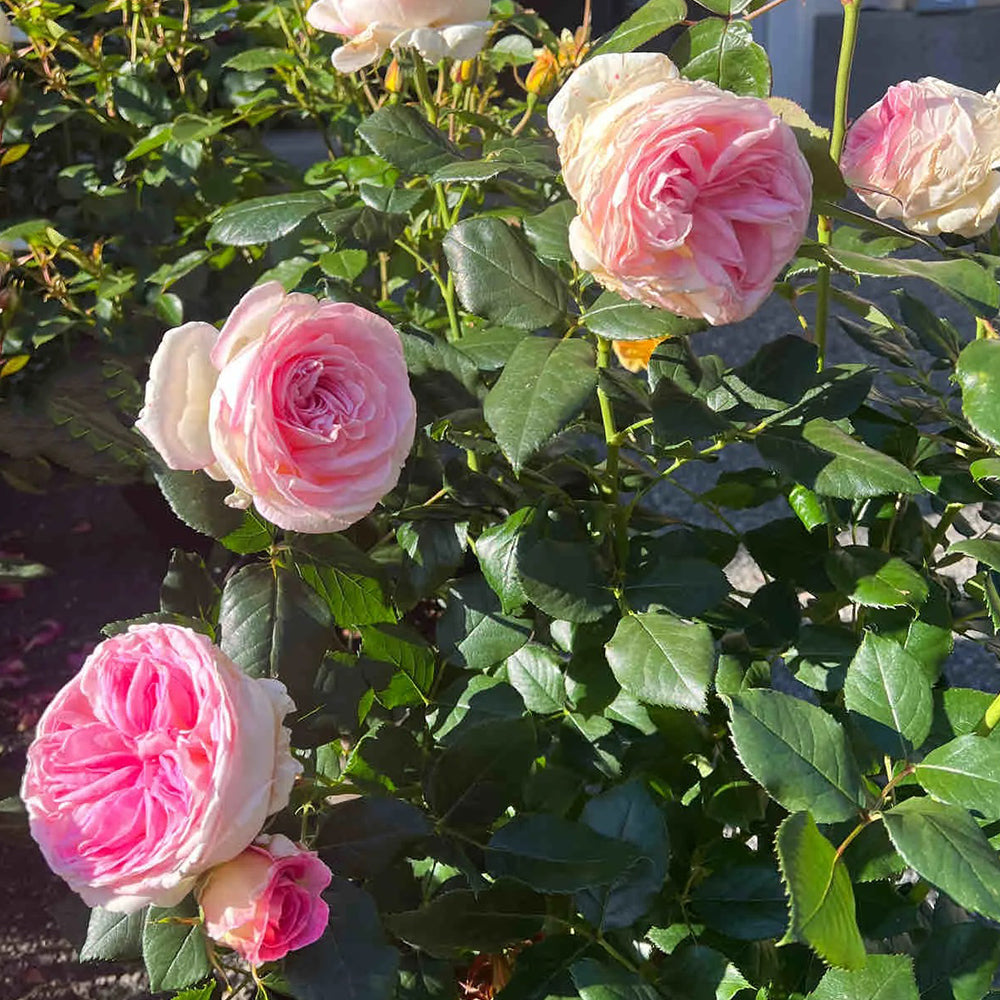 Meine Rose German Florist Hybrid Tea Rose