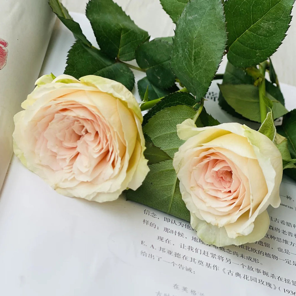 Meine Rose German Florist Hybrid Tea Rose