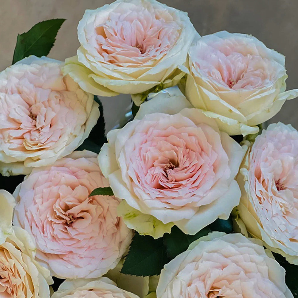 Meine Rose German Florist Hybrid Tea Rose