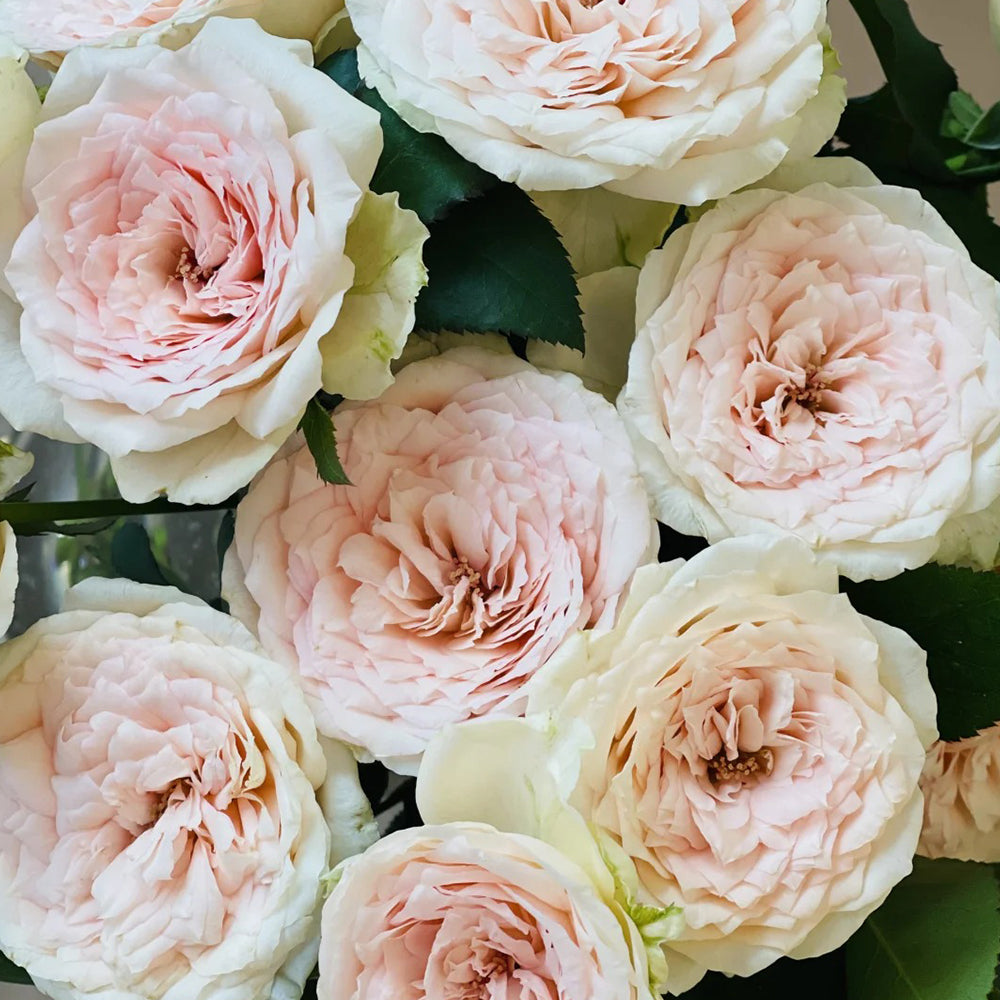 Meine Rose German Florist Hybrid Tea Rose