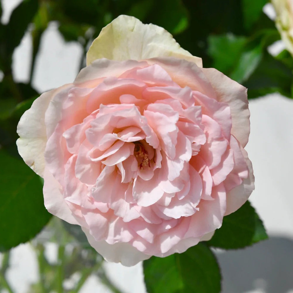 Meine Rose German Florist Hybrid Tea Rose