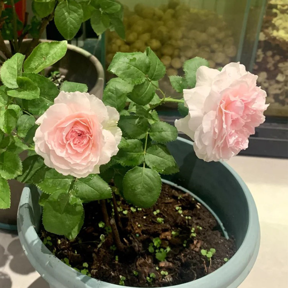 Meine Rose German Florist Hybrid Tea Rose