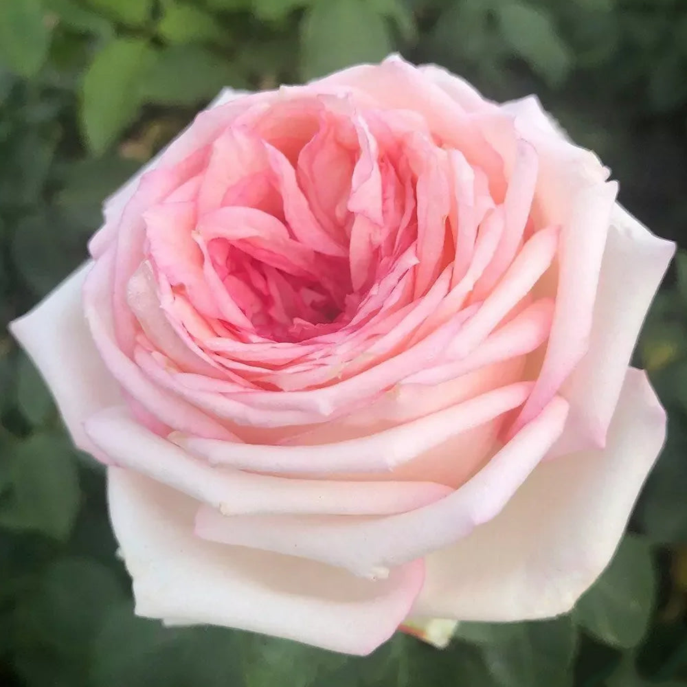 Meine Rose German Florist Hybrid Tea Rose