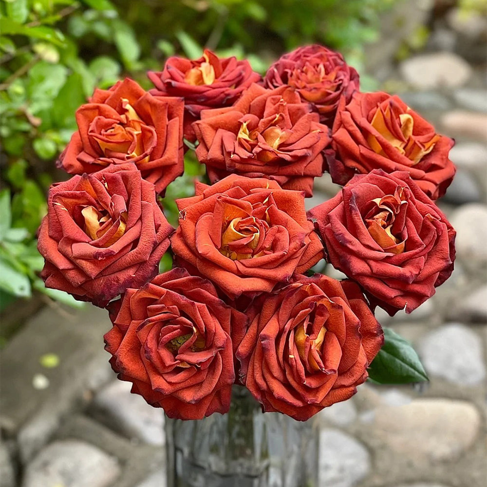 Meteor German Florist Shrub Rose