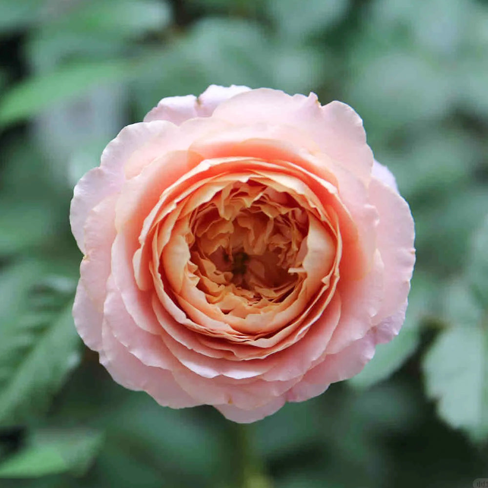 Michel Onfray French Florist Shrub Rose