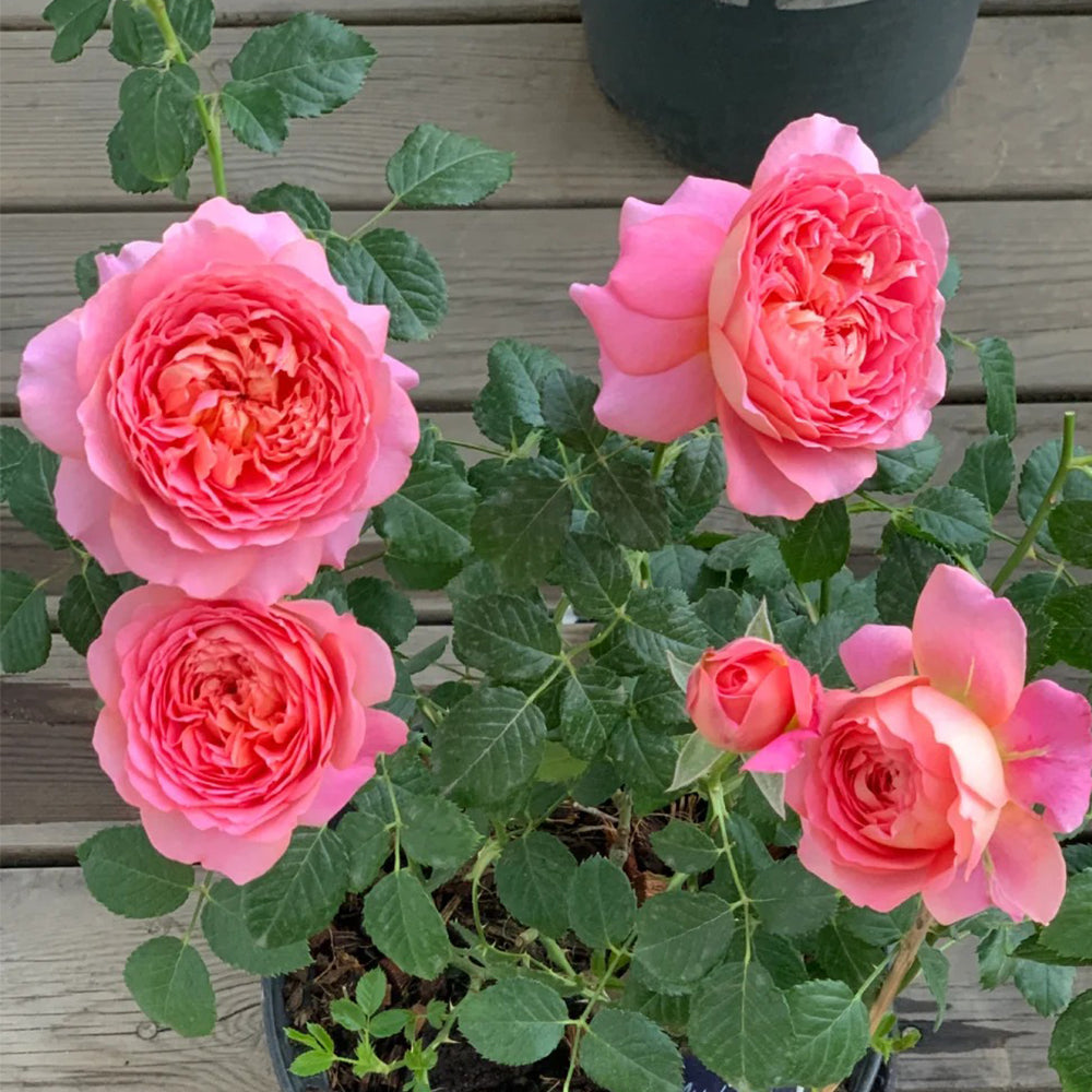 Michel Onfray French Florist Shrub Rose