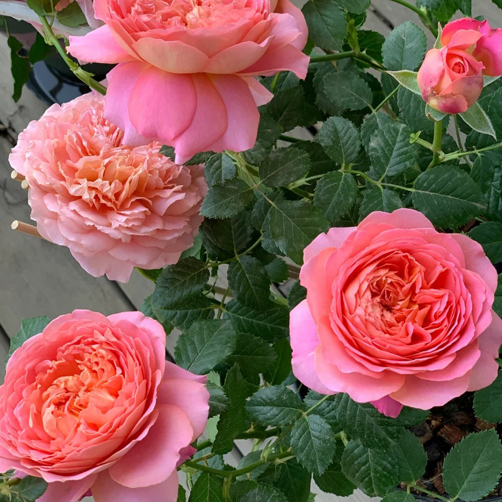 Michel Onfray French Florist Shrub Rose
