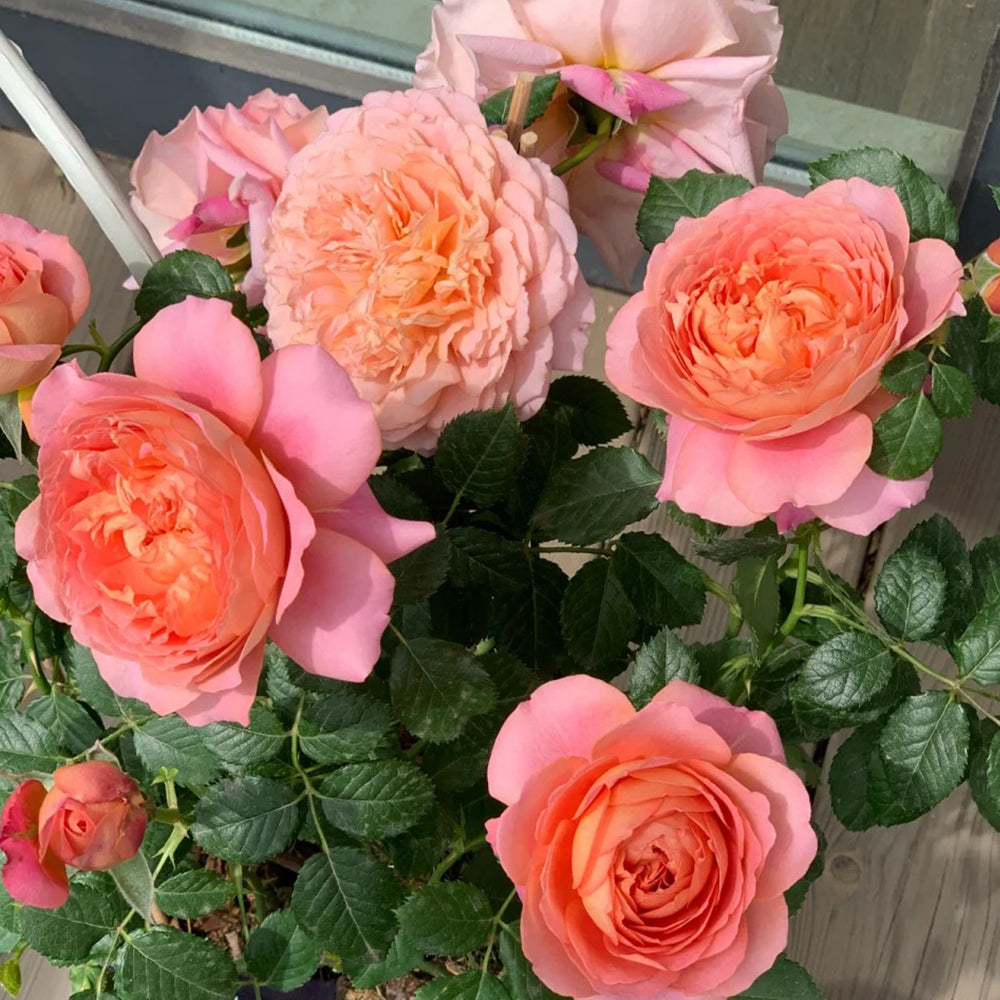 Michel Onfray French Florist Shrub Rose