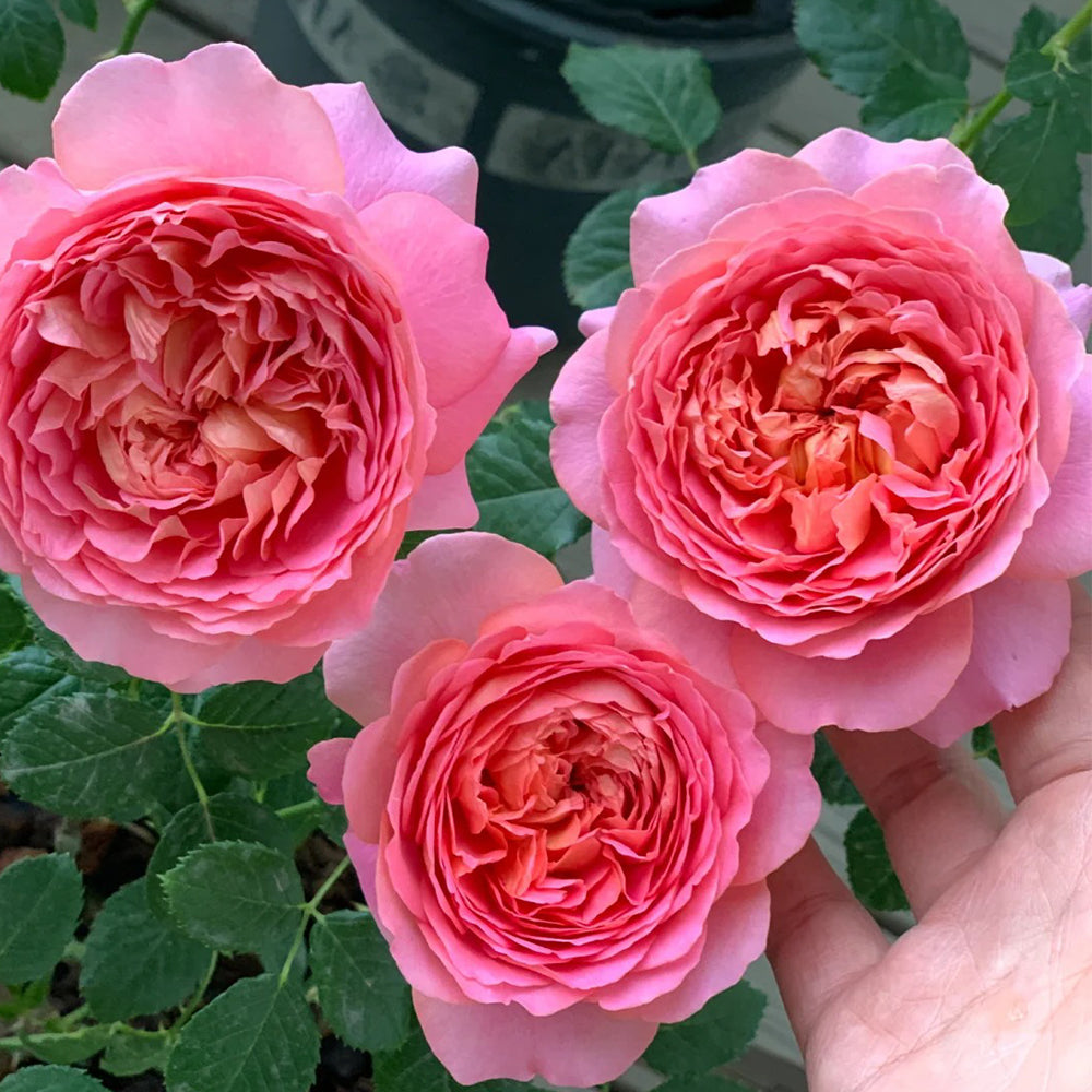 Michel Onfray French Florist Shrub Rose