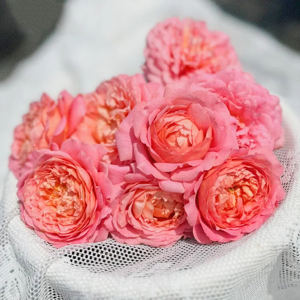Michel Onfray French Florist Shrub Rose