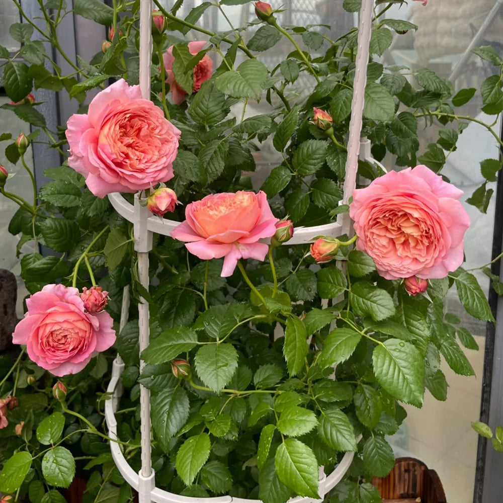 Michel Onfray French Florist Shrub Rose