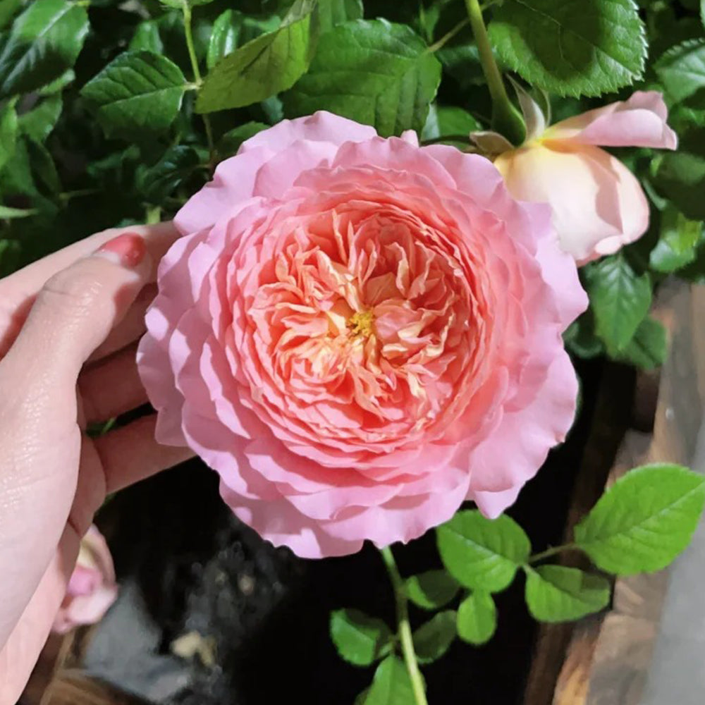 Michel Onfray French Florist Shrub Rose
