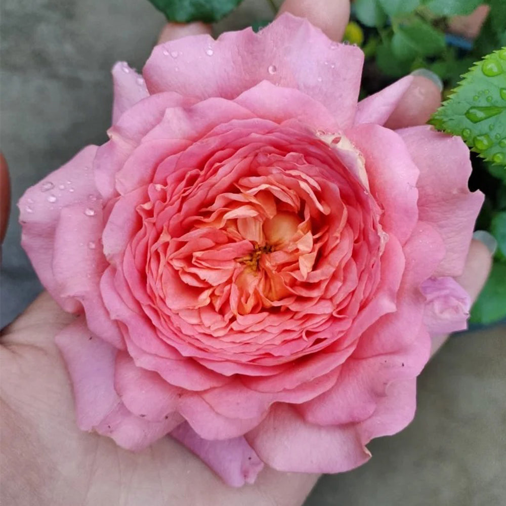 Michel Onfray French Florist Shrub Rose