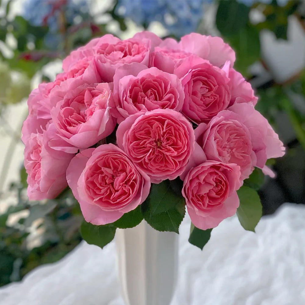 Midsummer Night's Dream Chinese Florist Shrub Rose Bush For Sale Highgarden Roses Midsummer Night's Dream Chinese Florist Shrub Rose Bush For Sale Highgarden Roses