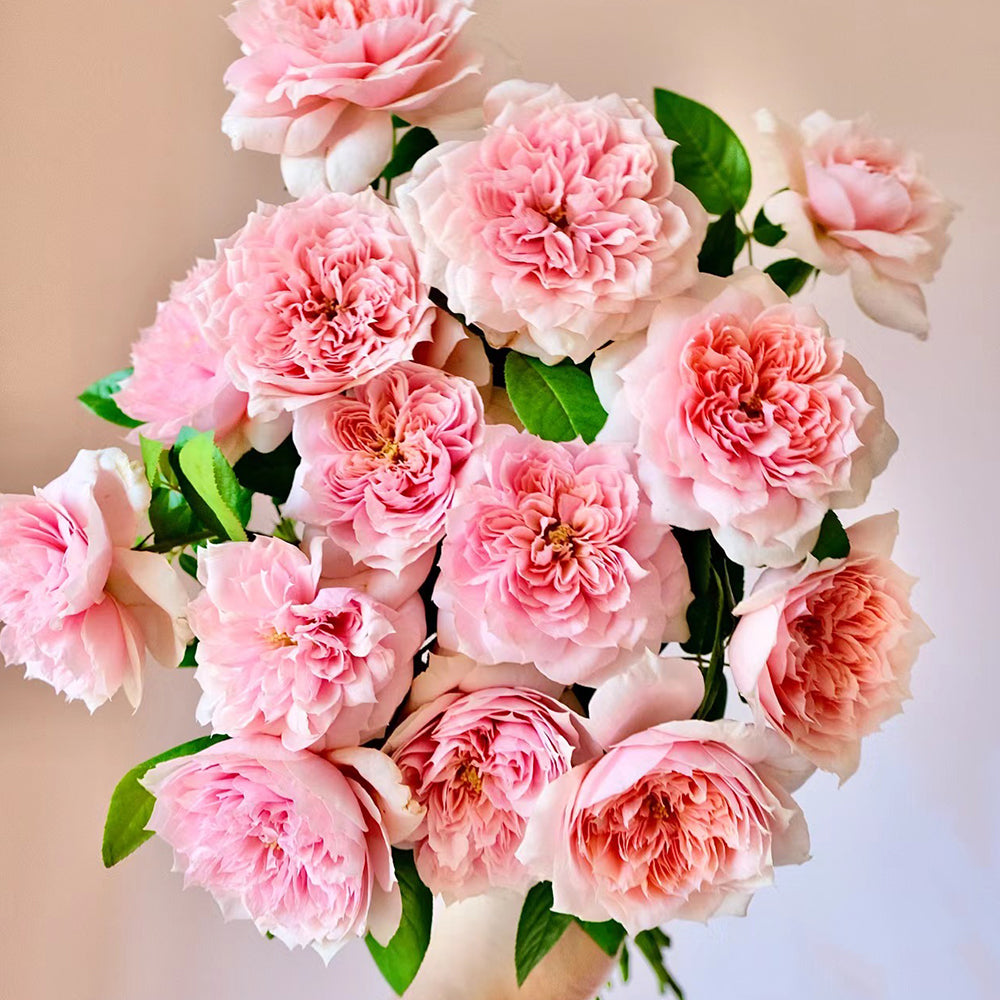 Mikoto Japanese Florist Shrub Rose
