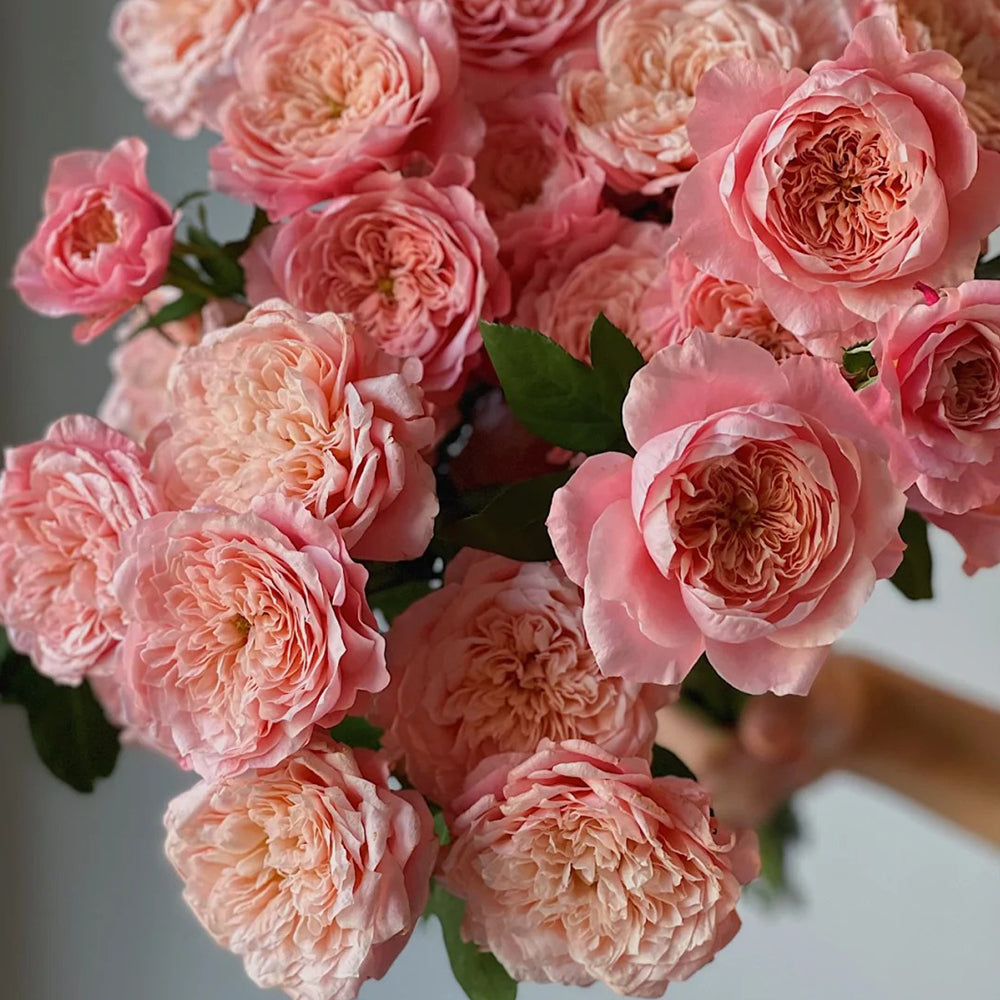 Mikoto Japanese Florist Shrub Rose