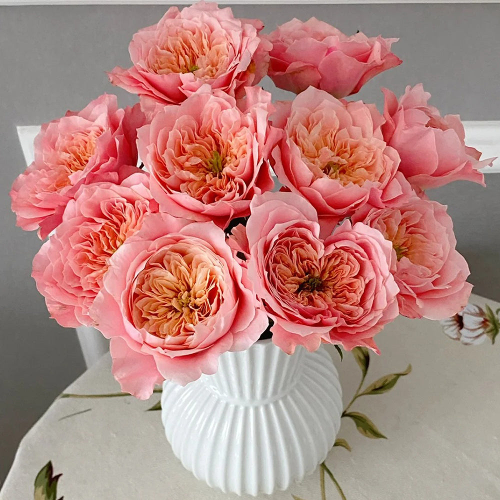 Mikoto Japanese Florist Shrub Rose
